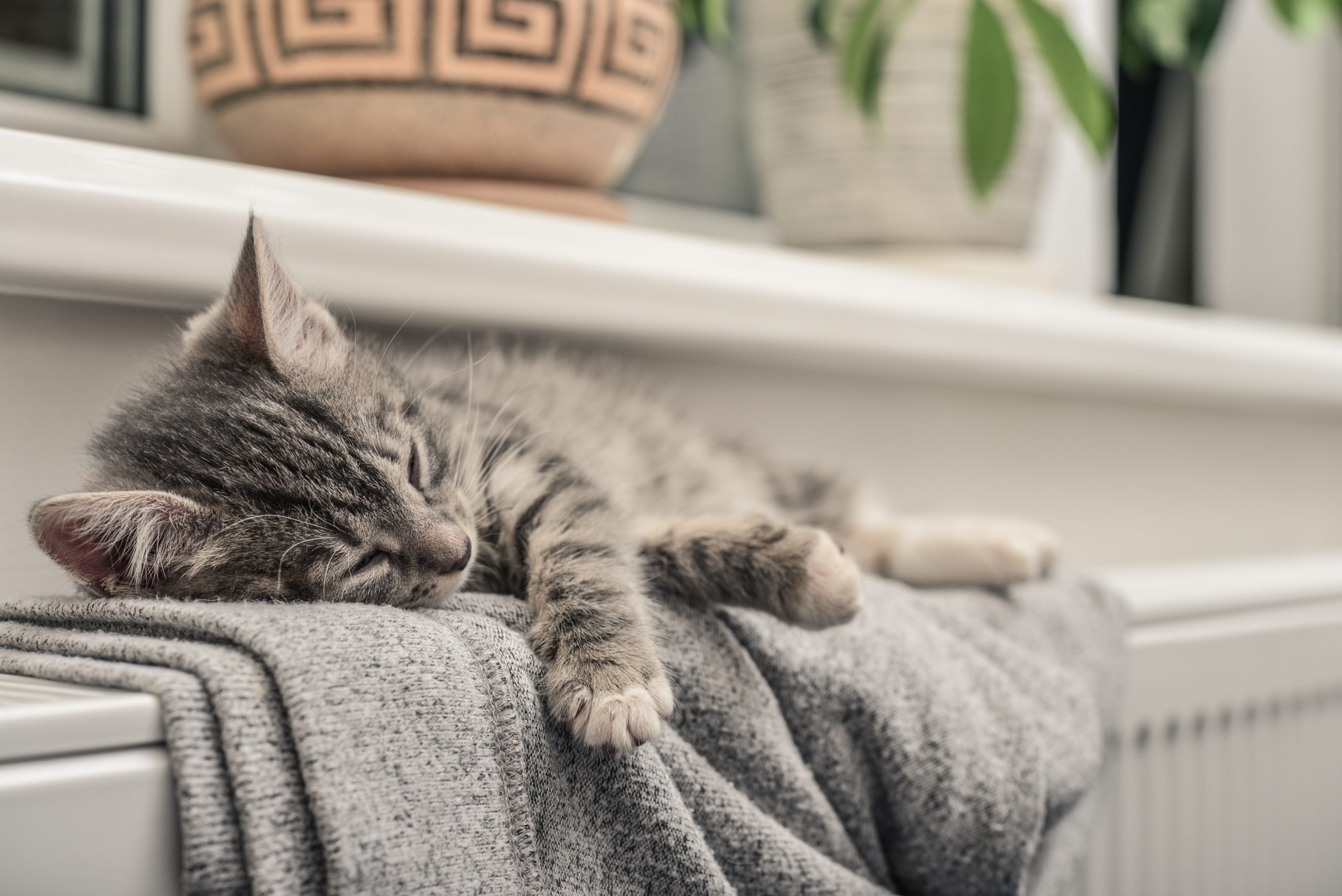 Cute little grey kitten relaxing on the warm radiator closeup